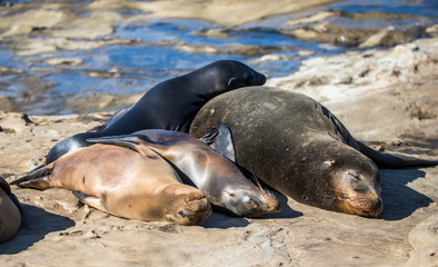 elephant seal in harbor