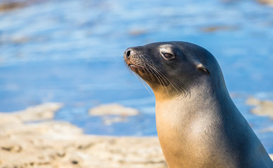 Naklejka premium elephant seal in harbor