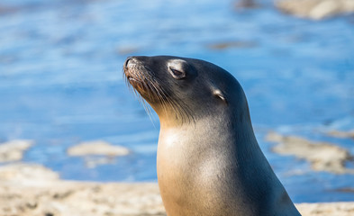 Naklejka premium elephant seal in harbor