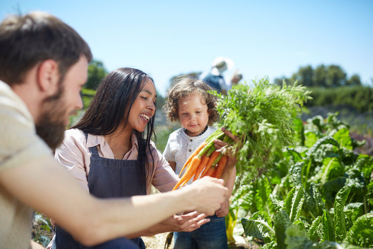 Young family harvesting carrots