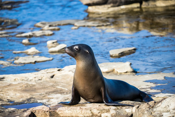 Fototapeta premium elephant seal in harbor