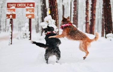 Cattle Dog Snow
