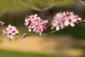 Obraz premium Swooping Branch with Cherry Blossoms