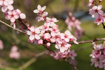 Obraz premium Cherry Tree Blossoms on Branch