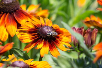 Bee on Garden Flower with Room for Text