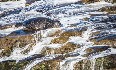 elephant seal in harbor