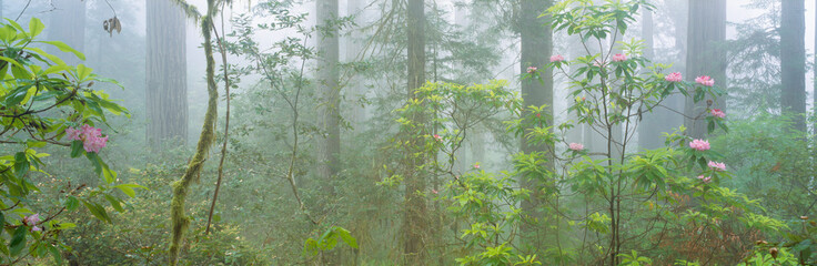 Lady Bird Johnson Grove of old-growth redwoods, California