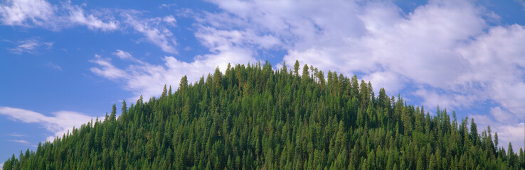 Pyramid of Pines, Smith Ferry, Idaho