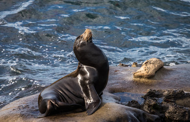 elephant seal in harbor