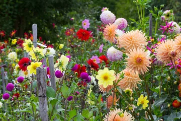 Deurstickers Summer Flower Garden © Anita