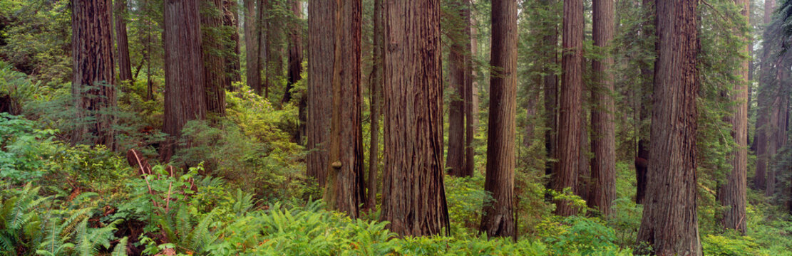 Old-growth redwoods at Jedediah Smith Redwood State Park, California