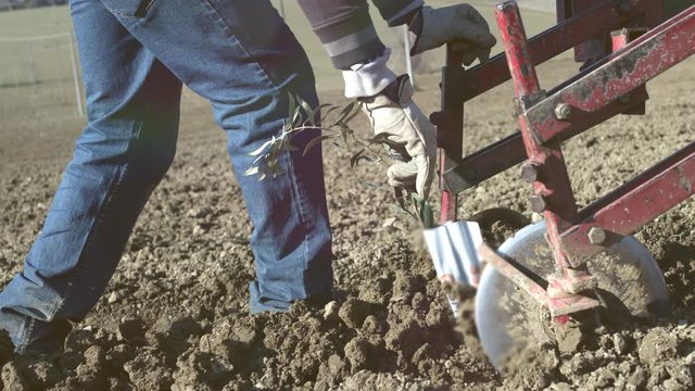 Woker planting olive tress seedlings in a super high density farming of olive trees using a tractor. Slow motion. Shot in 6k.