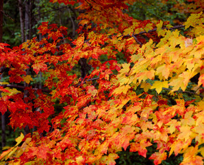 Autumn colors in New England