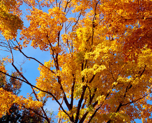 Autumn colors in Washington DC