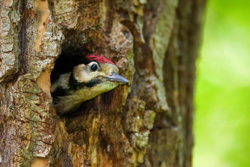 Young great spotted woodpecker on the nest in the willow forest