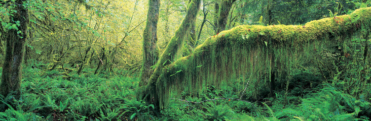 Old growth forest at Washington's Olympic National Forest