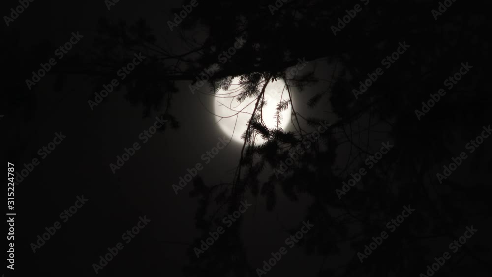 Canvas Prints moon shines behind fir tree branches at night