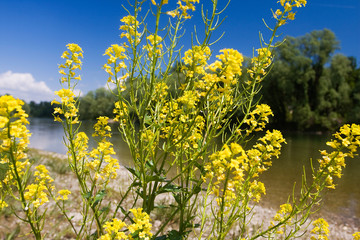 Fototapeta premium Barbarea vulgaris, also called bittercress, herb barbara, rocketcress, on the banks of the Drava River