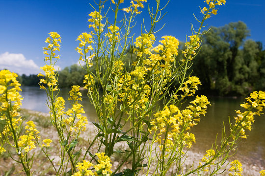 Barbarea vulgaris, also called bittercress, herb barbara, rocketcress, on the banks of the Drava River