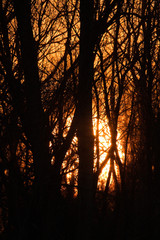 Sunset through the tree branches