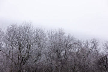 Winter frost covered trees with white gradient background for text