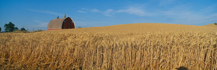 Barns and Wheat Fields, S.E. Washington