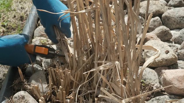 Cleaning Garden in Spring with Pruner, Grasses, Side View, Close Up, 4k