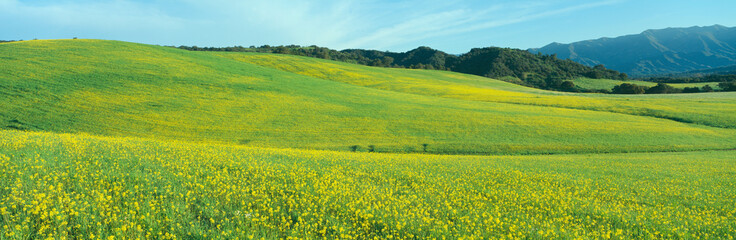 Spring Field, Mustard Seed, near Lake Casitas, California