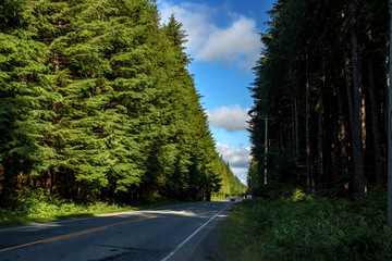 Fototapeta premium Highway cuts through the unique forest - Pacific rain forest, BC, Canada