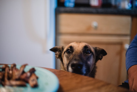 Eager Dog Watching Food On Plate