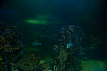Fototapeta na wymiar Coral in green blue tone underwater and marine life