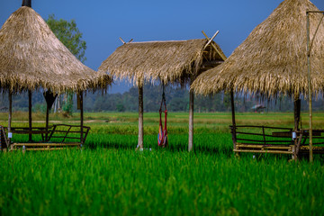 Fototapeta na wymiar The blurred nature background of the green rice fields, and a seat to watch the scenery, a wooden bridge for taking pictures while traveling