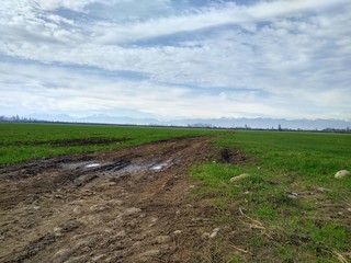 road in the field