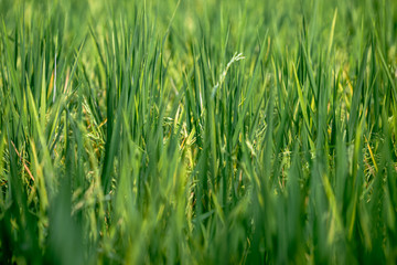 Blurred background of rice, green rice seedlings that are growing in the fields, are the main occupation of farmers in agriculture