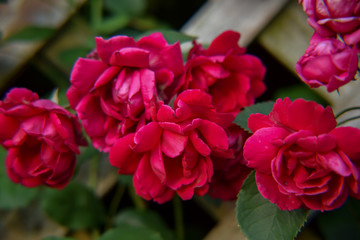 Wild Red Roses Growing on Lattice