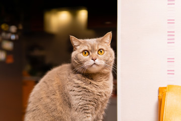 scottish straight cat looks in bewilderment
