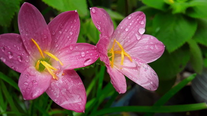 Fototapeta premium pink flower with water drops of dew on green background