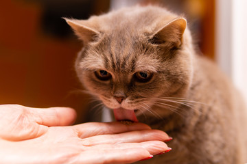 scottish straight cat licks the medicinal paste from the finger of its owner