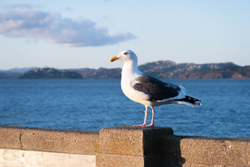 seagull on the pier
