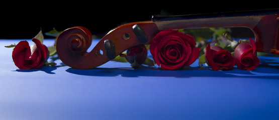 dark red rose in black background.love flower valentines day and death cemetery.musician violin