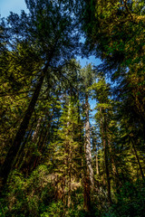 Fototapeta na wymiar Giant trees of the Pacific Rim - Pacific Rim rain forest, BC, Canada