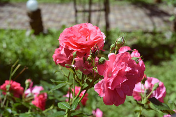 pink roses in the garden. Coral rose flower blooming in the park. stone wall in the background.