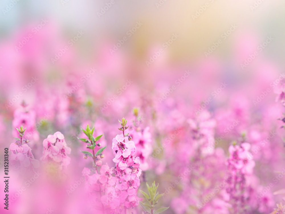 Wall mural abstract floral backdrop of pink flowers field with soft style.