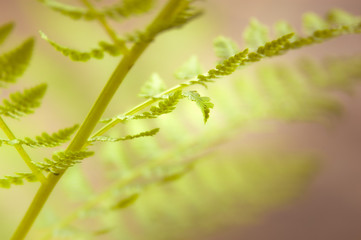 Dreamy soft focus close up of delicate fern leaves and stem