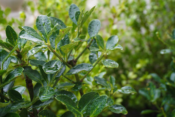 植物