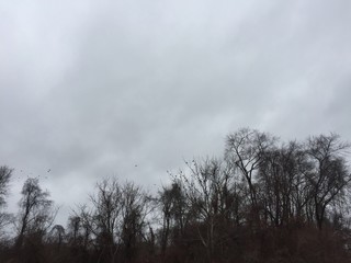 Gloomy Grey overcast Sky of Ugly Clouds with bare leafless winter  trees and flock of birds, Sadness of January Skies, Space for text