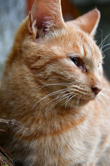 A closeup of a Tabby cat .   Kyoto  Japan