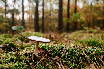 Mushrooms on the moss in forest