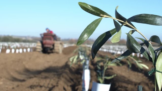 Super intensive olive grove. Cultivation plantation of olive trees in parallel rows. Tractor seeder planting seedlings in an olive orchard. Shot in 6k. Slow motion.
