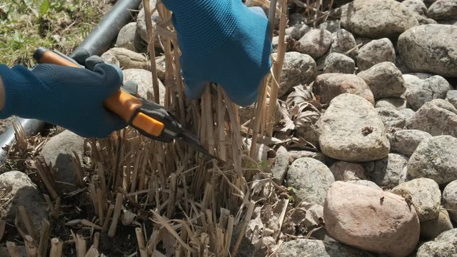 Cleaning Garden in Spring with Pruner, Grasses, Side View, 4k
